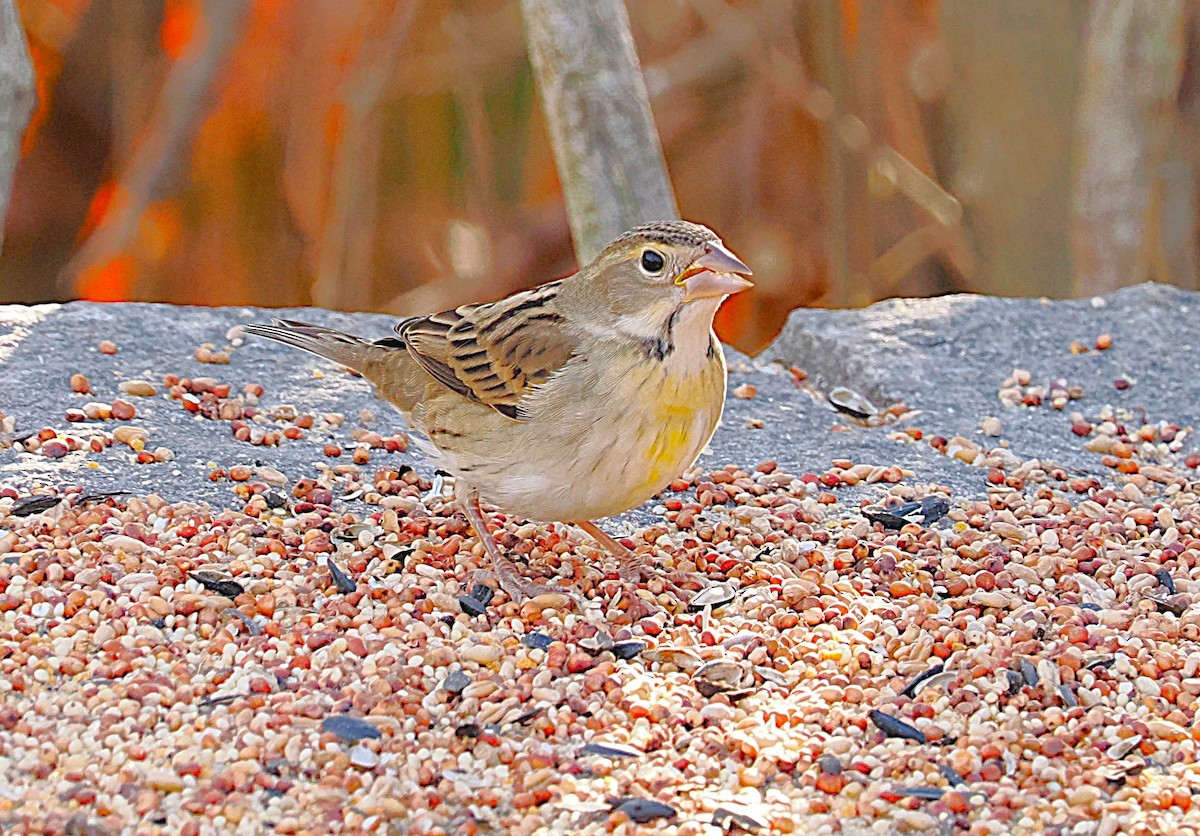 Dickcissel - ML645629197