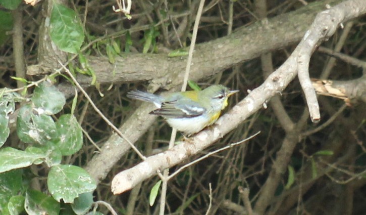 Northern Parula - ML645629199