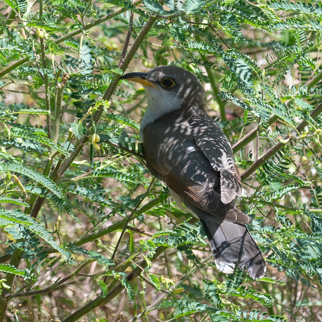 Yellow-billed Cuckoo - ML645629203