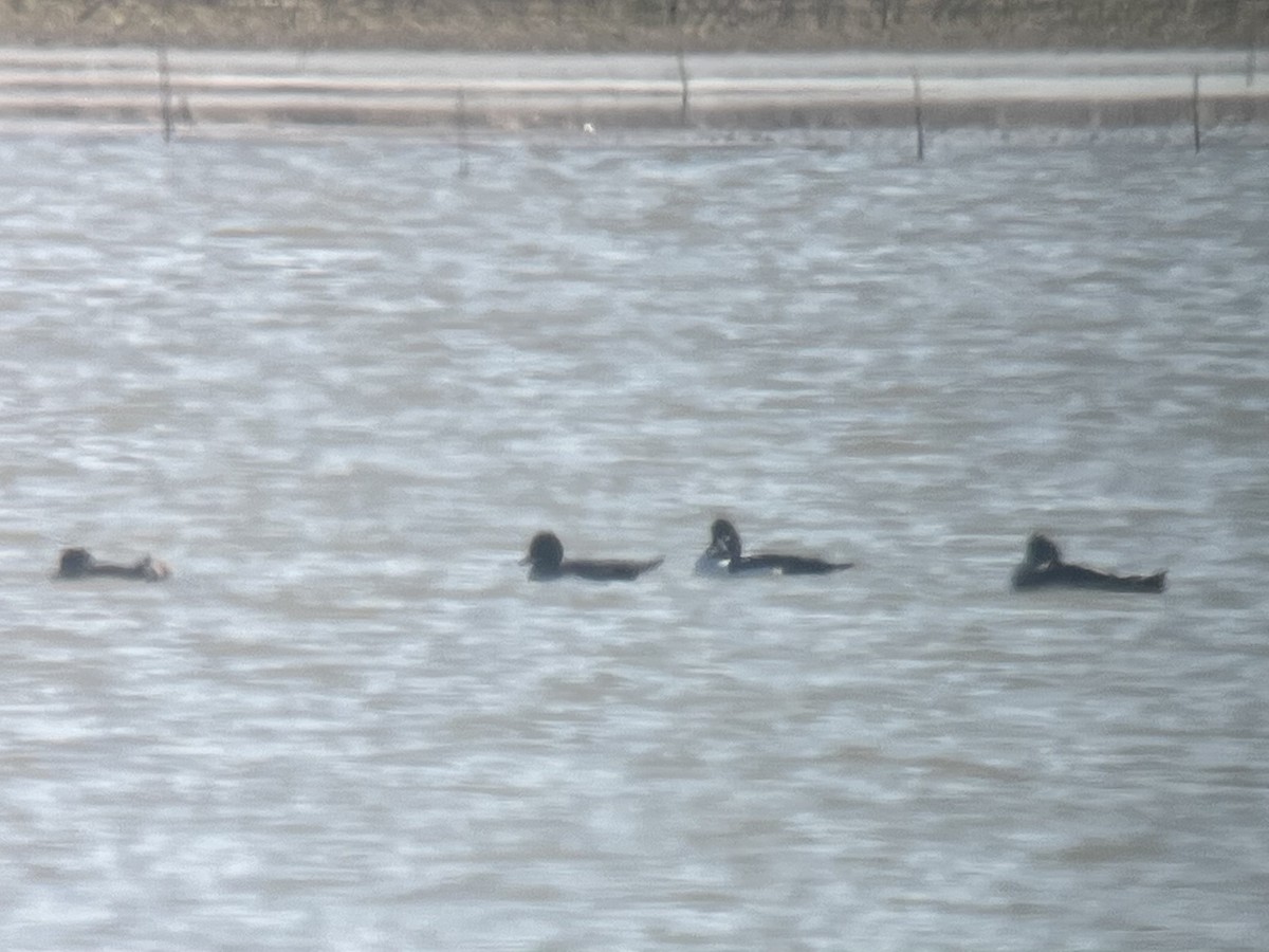 Barrow's Goldeneye - ML645629204