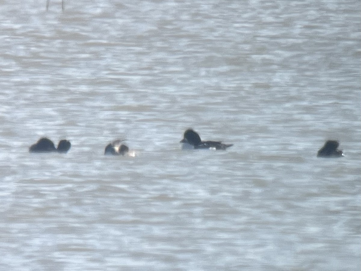 Barrow's Goldeneye - ML645629205