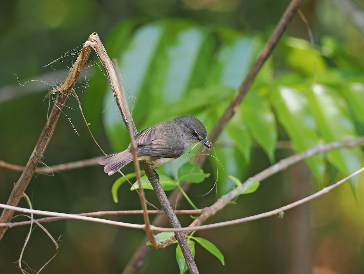 チャイロセンニョムシクイ - ML645629209