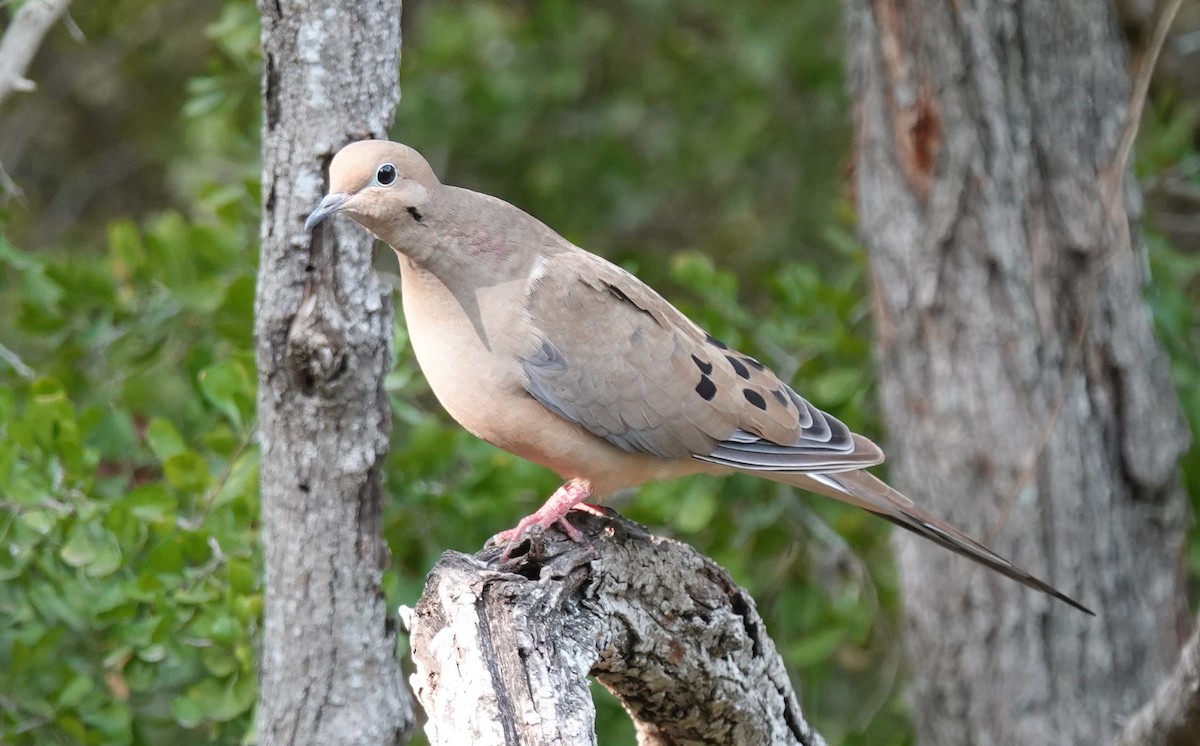 ナゲキバト - ML645629213