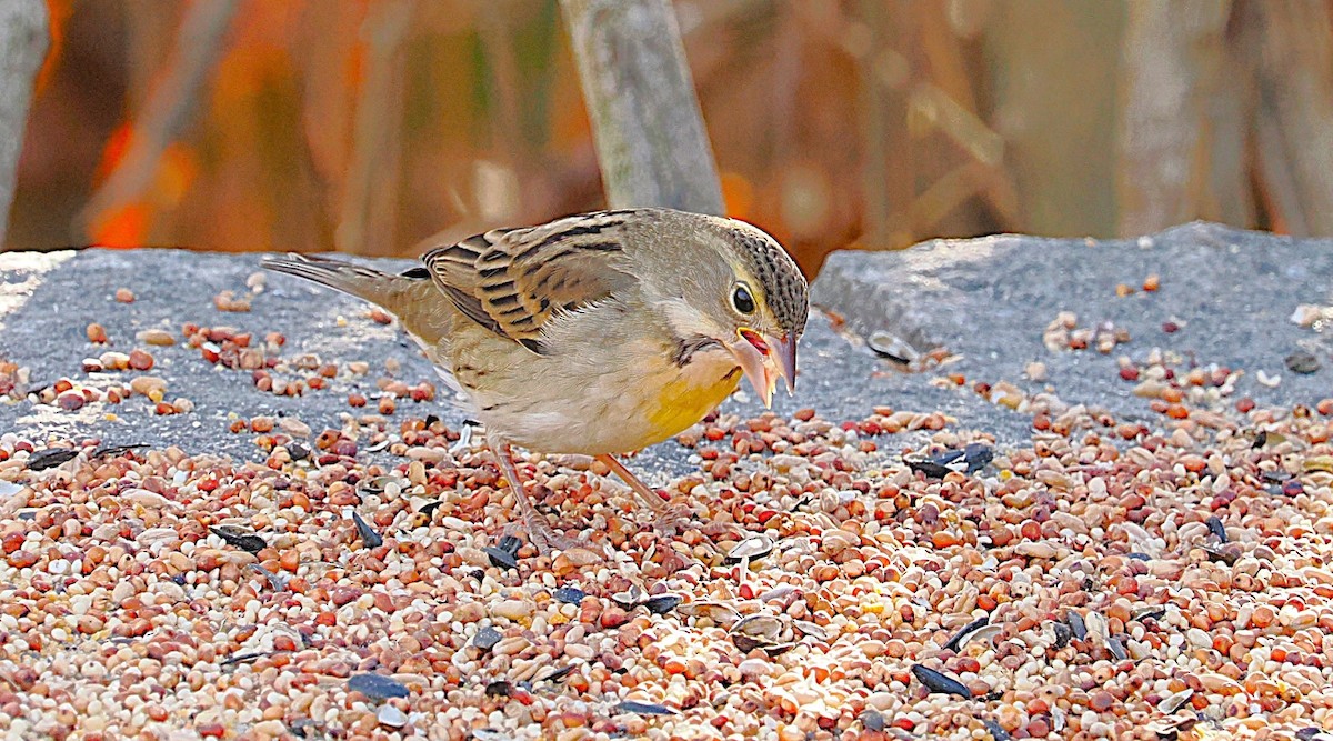 Dickcissel - ML645629217