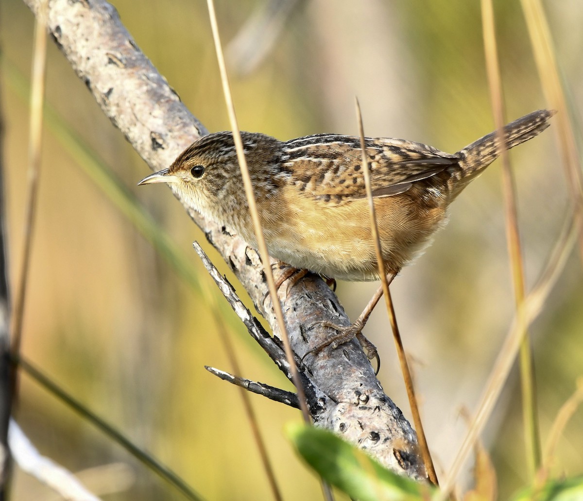 Sedge Wren - ML645629219