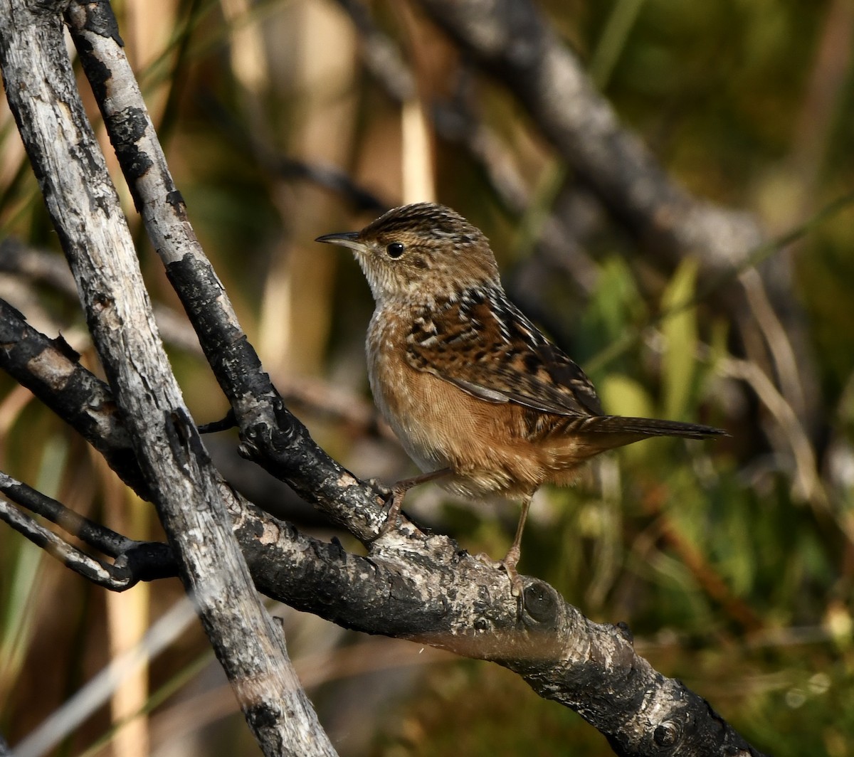 Sedge Wren - ML645629223