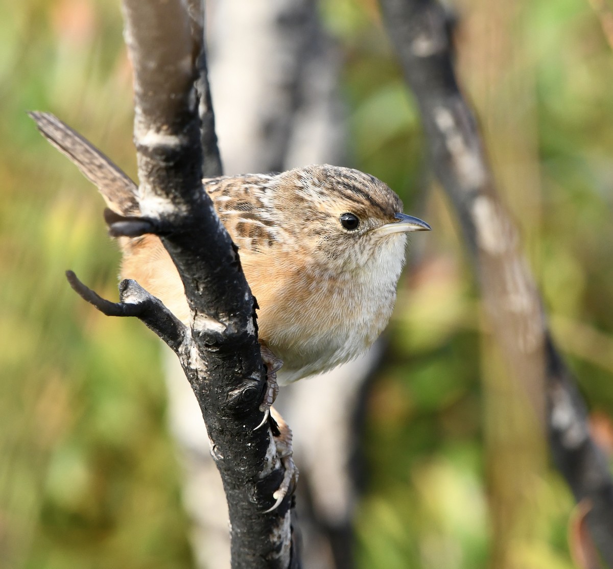 Sedge Wren - ML645629227