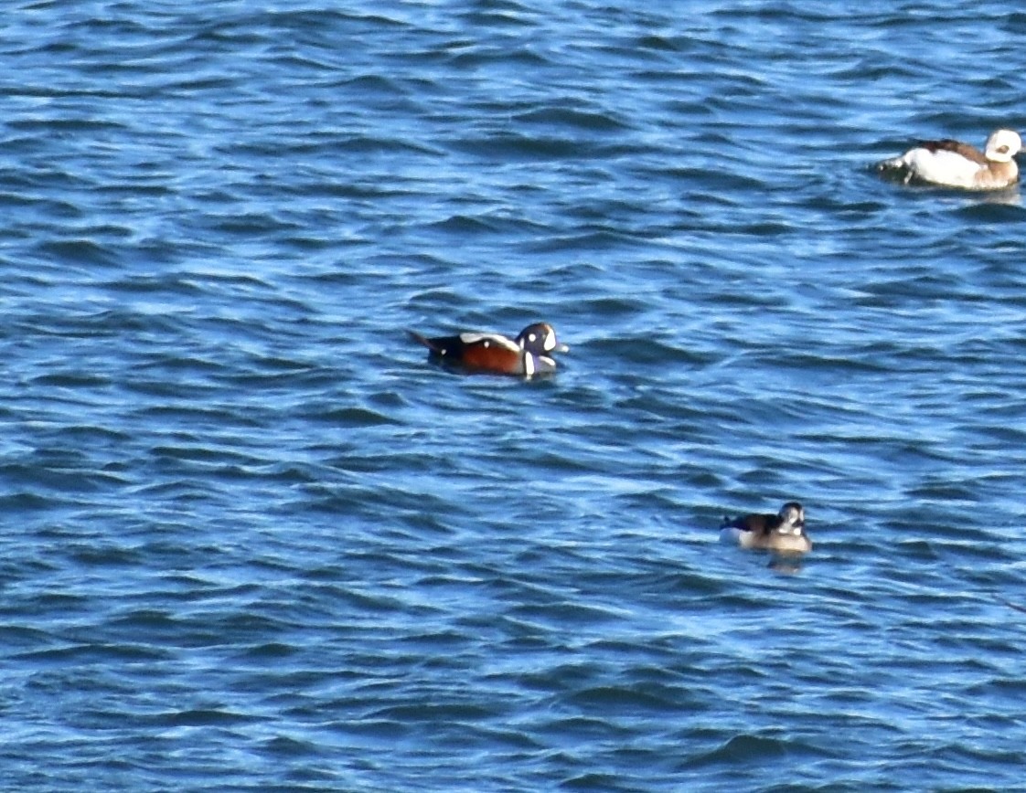 Ahate arlekina - ML645629230