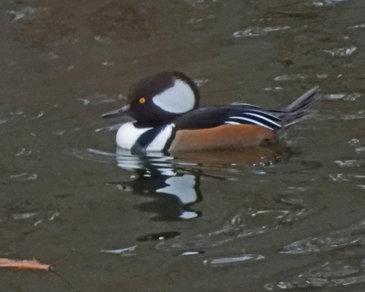 Hooded Merganser - ML645629232