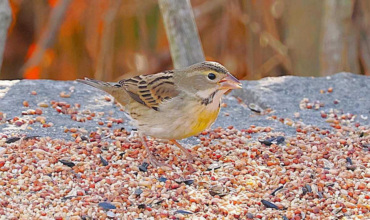 Dickcissel - ML645629233