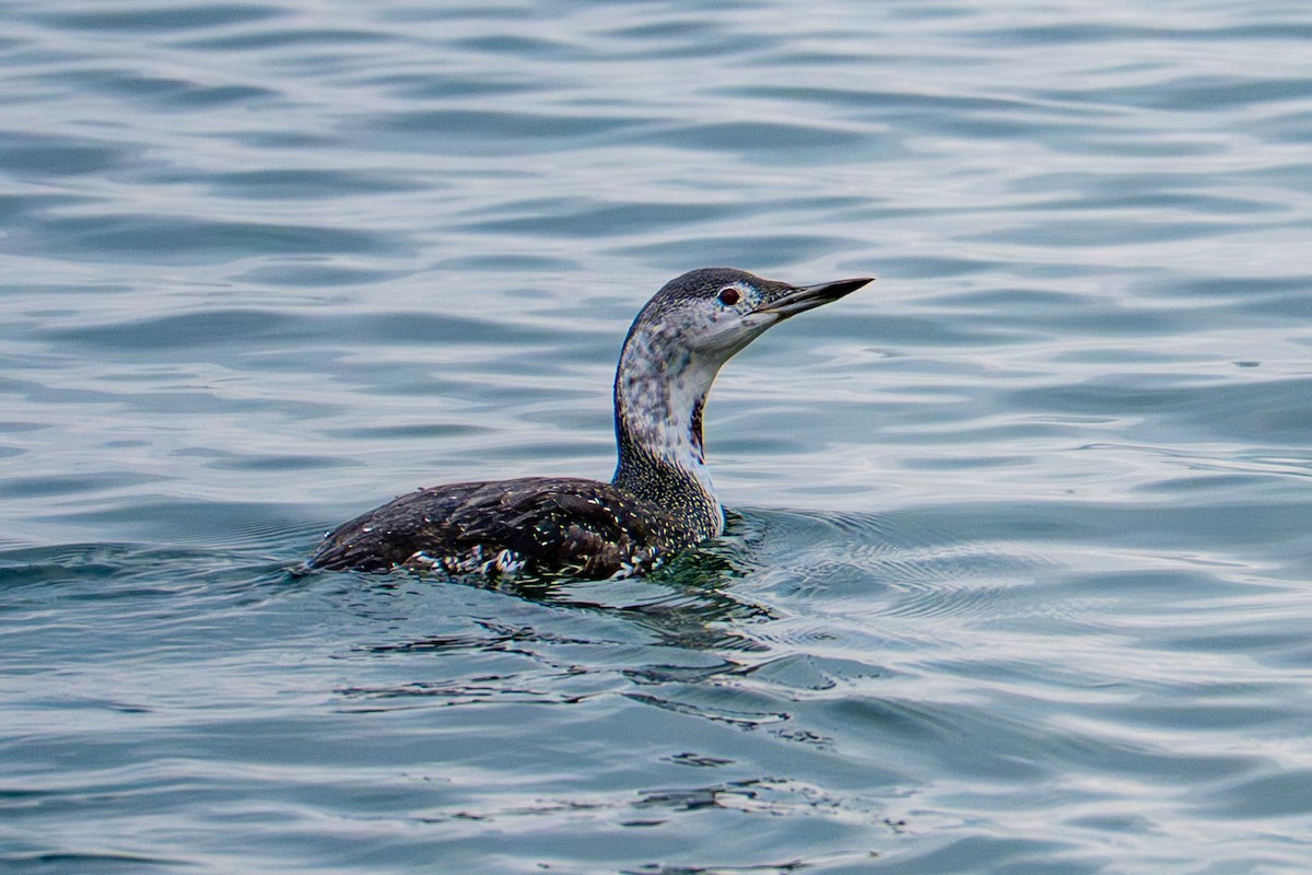 Aliota txikia - ML645629236