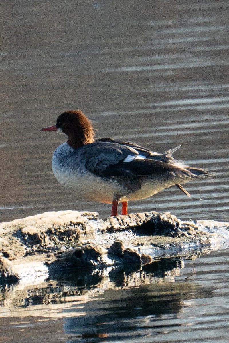 Grand Harle - ML645629237