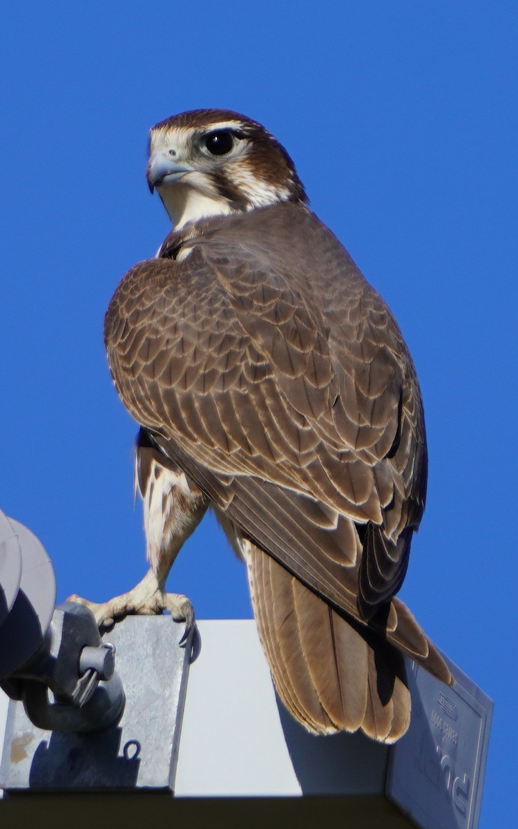 Prairie Falcon - ML645629238