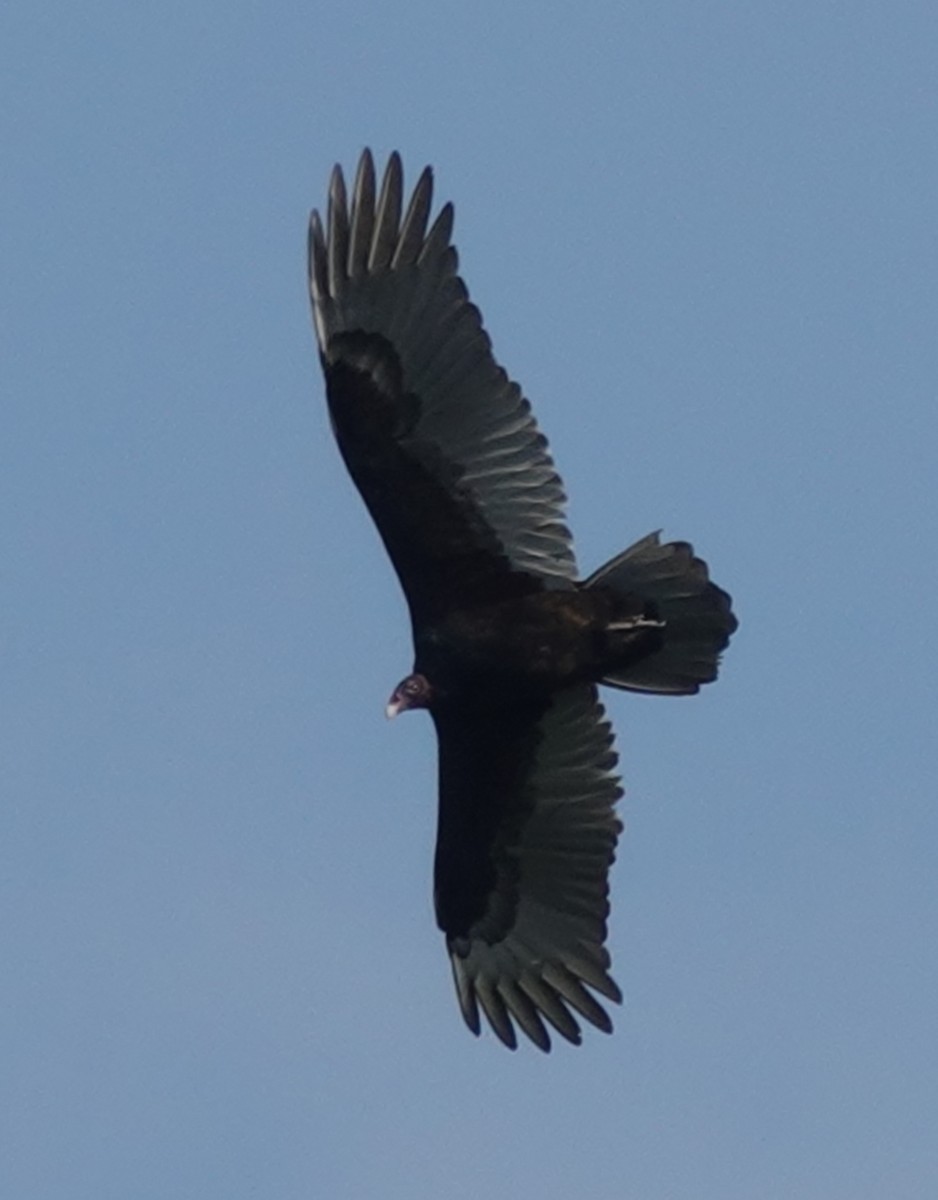 Turkey Vulture - ML645629239