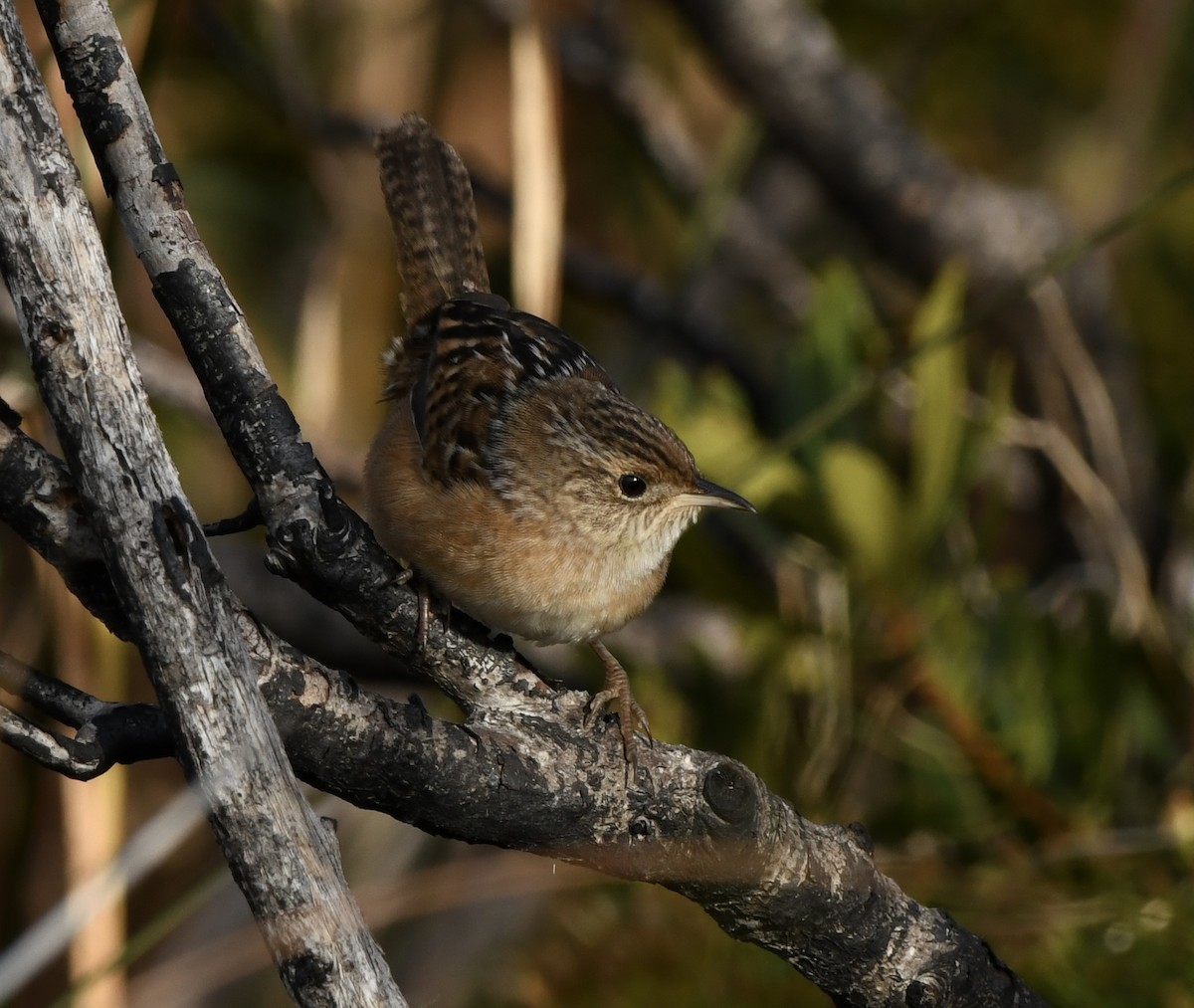 Sedge Wren - ML645629242