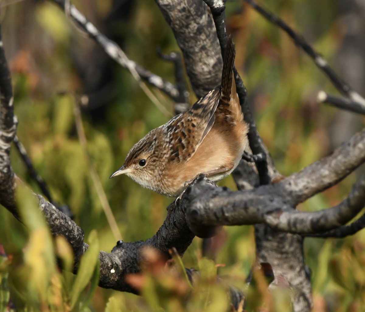 Sedge Wren - ML645629244
