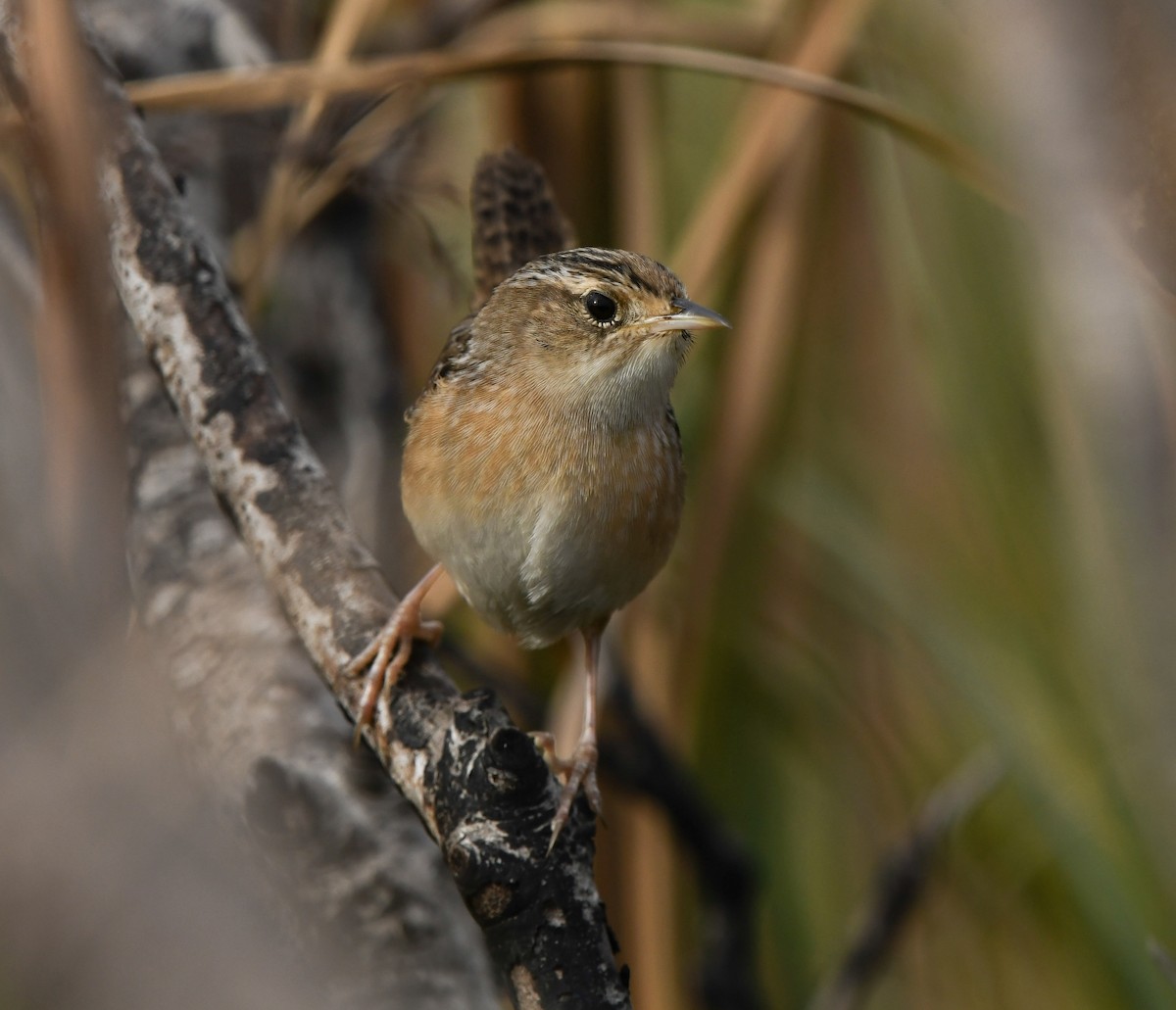 Sedge Wren - ML645629251
