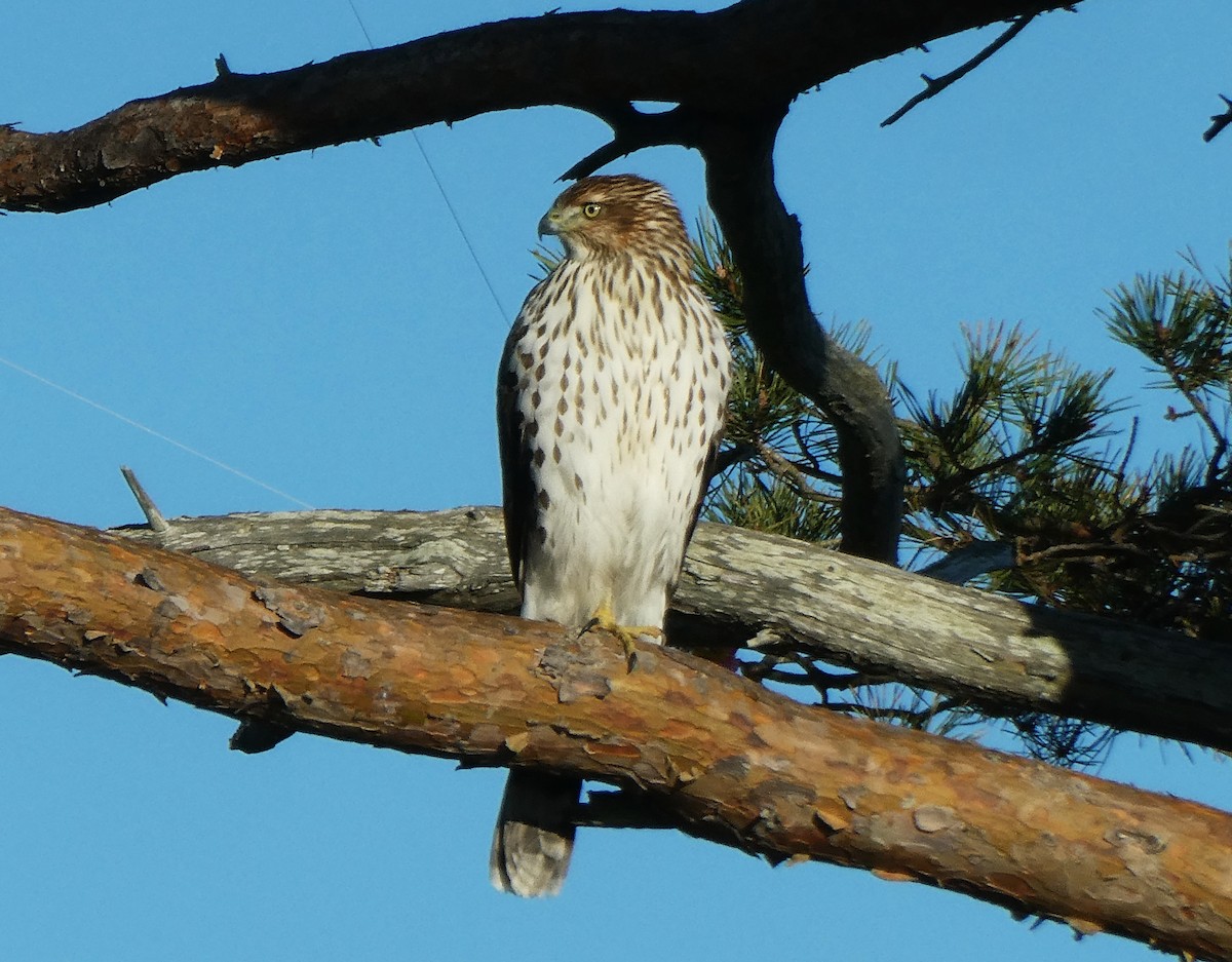 Cooper's Hawk - ML645629252