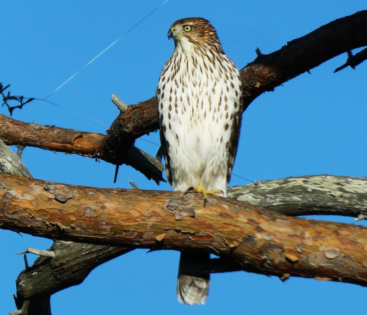 Cooper's Hawk - ML645629253
