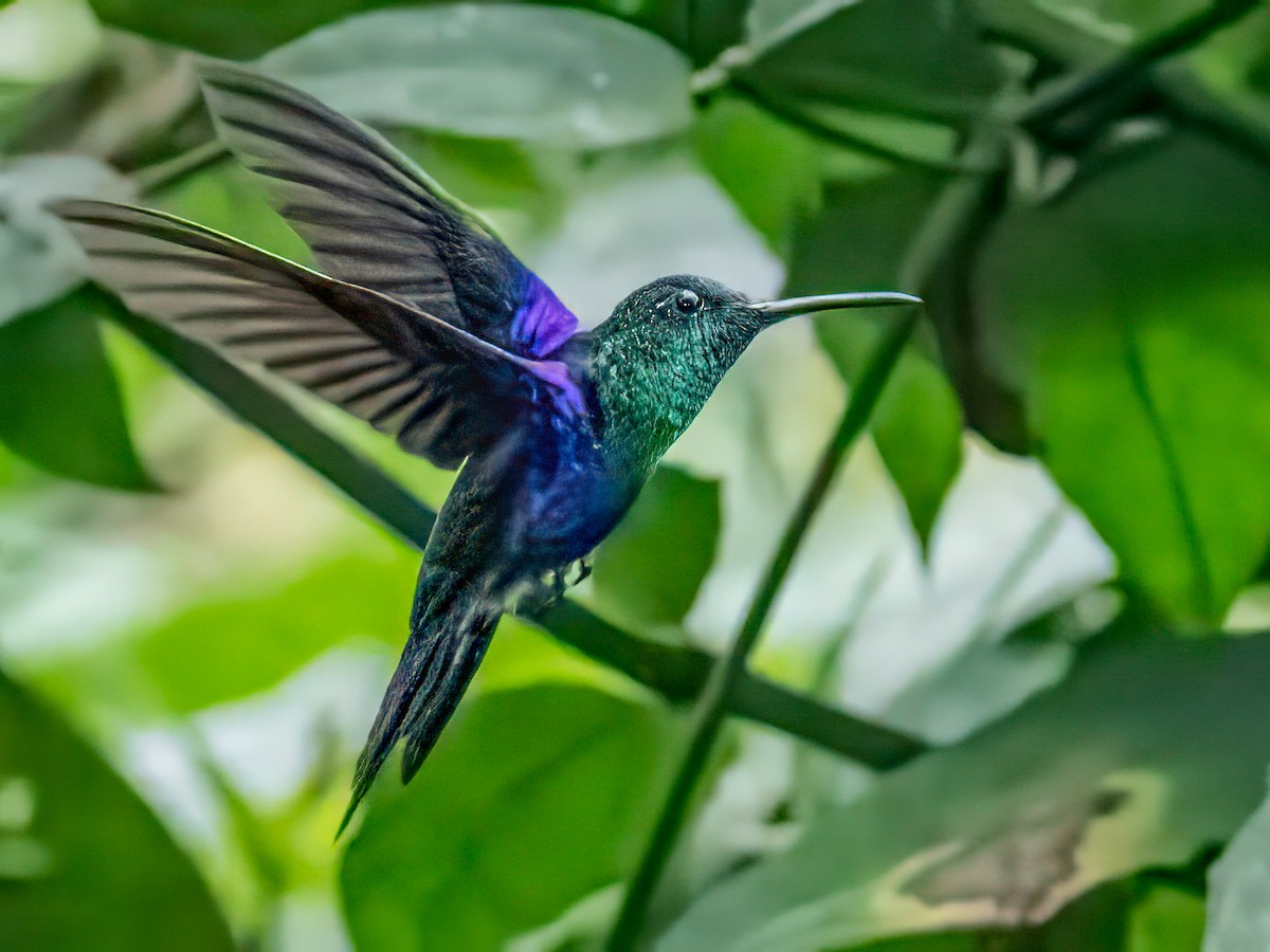 Crowned Woodnymph - ML645629255