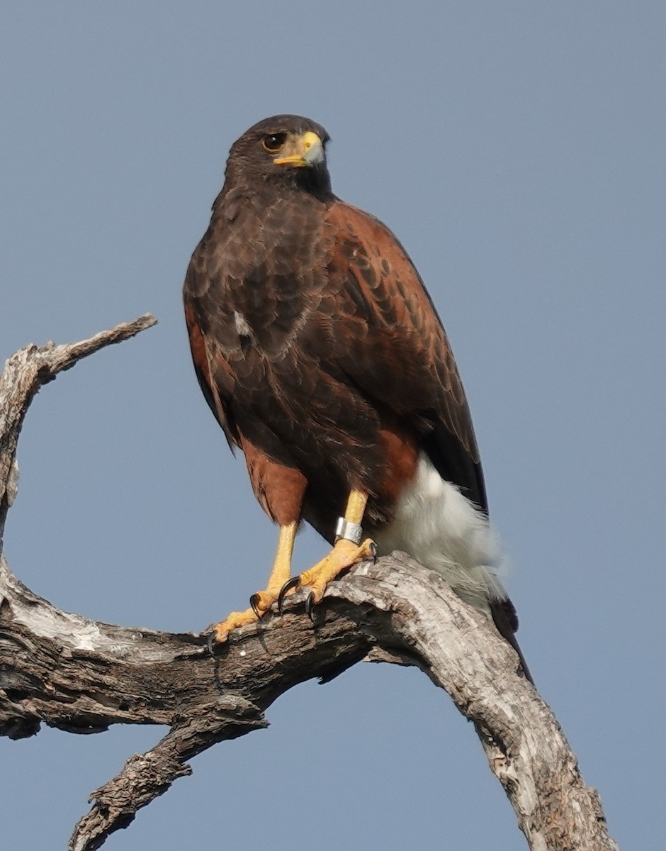 Harris's Hawk - ML645629256