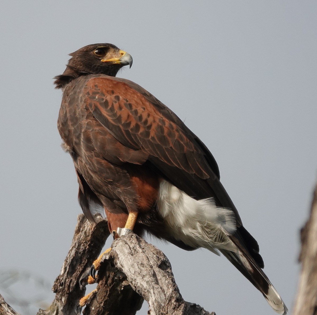 Harris's Hawk - ML645629257