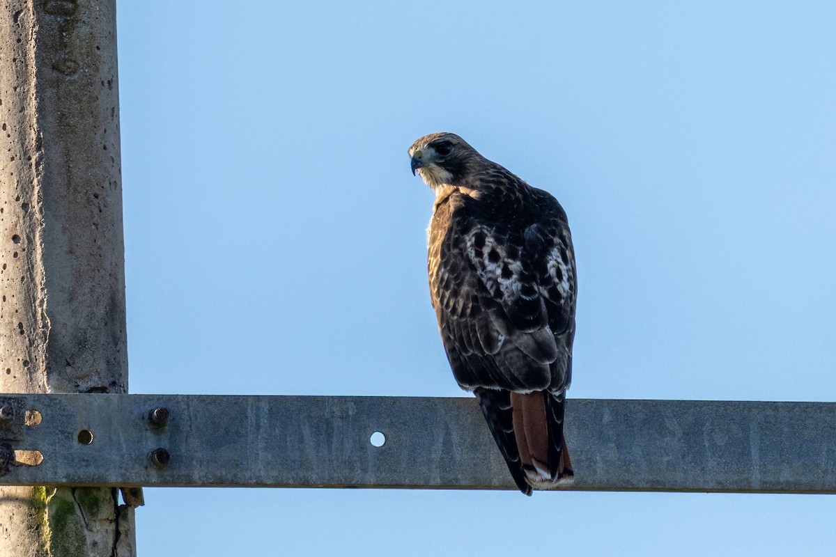 Red-tailed Hawk - ML645629258