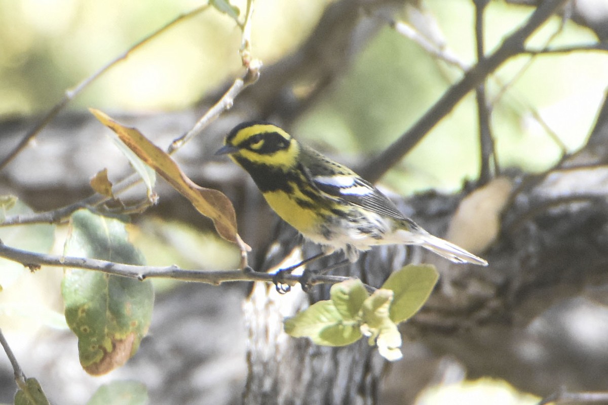 Townsend's Warbler - ML645629259