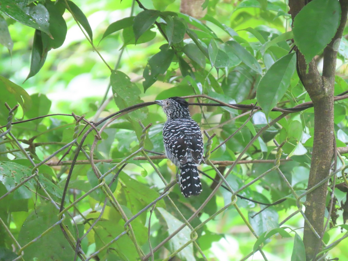 Barred Antshrike - ML645629260