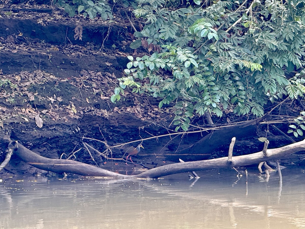 Russet-naped Wood-Rail - ML645629261