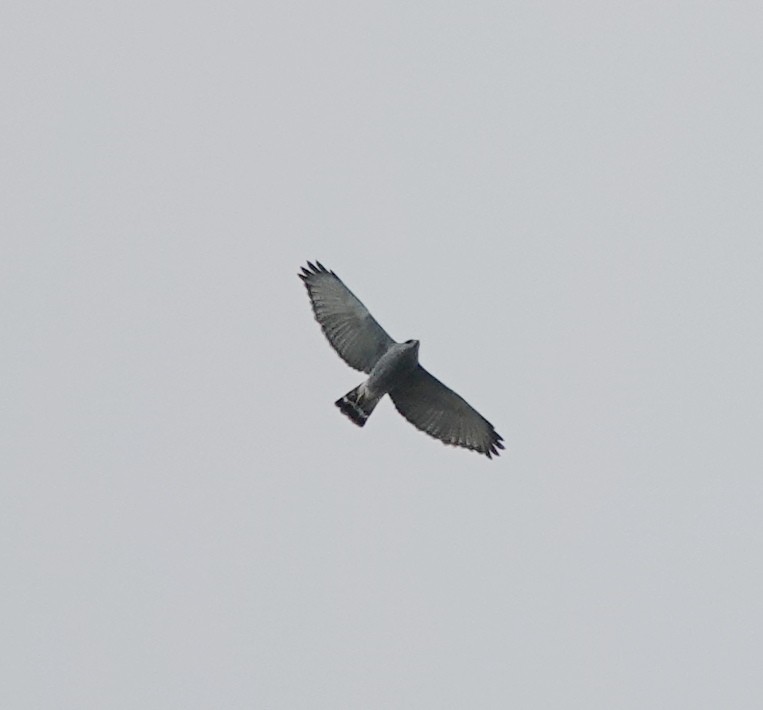 Gray Hawk - ML645629263