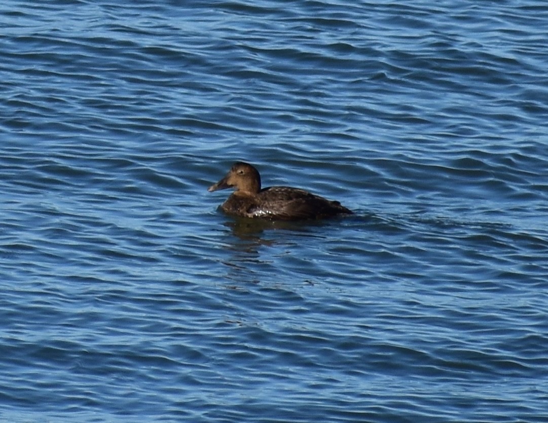 Common Eider - ML645629264