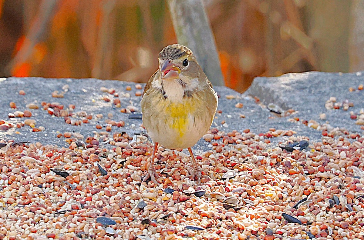 Dickcissel - ML645629265