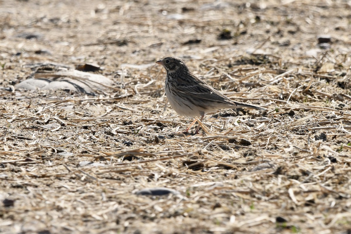 Vesper Sparrow - ML645629266