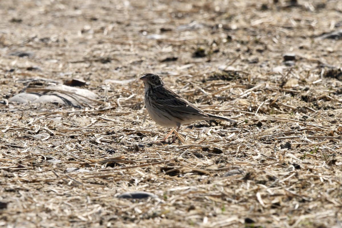 Vesper Sparrow - ML645629267