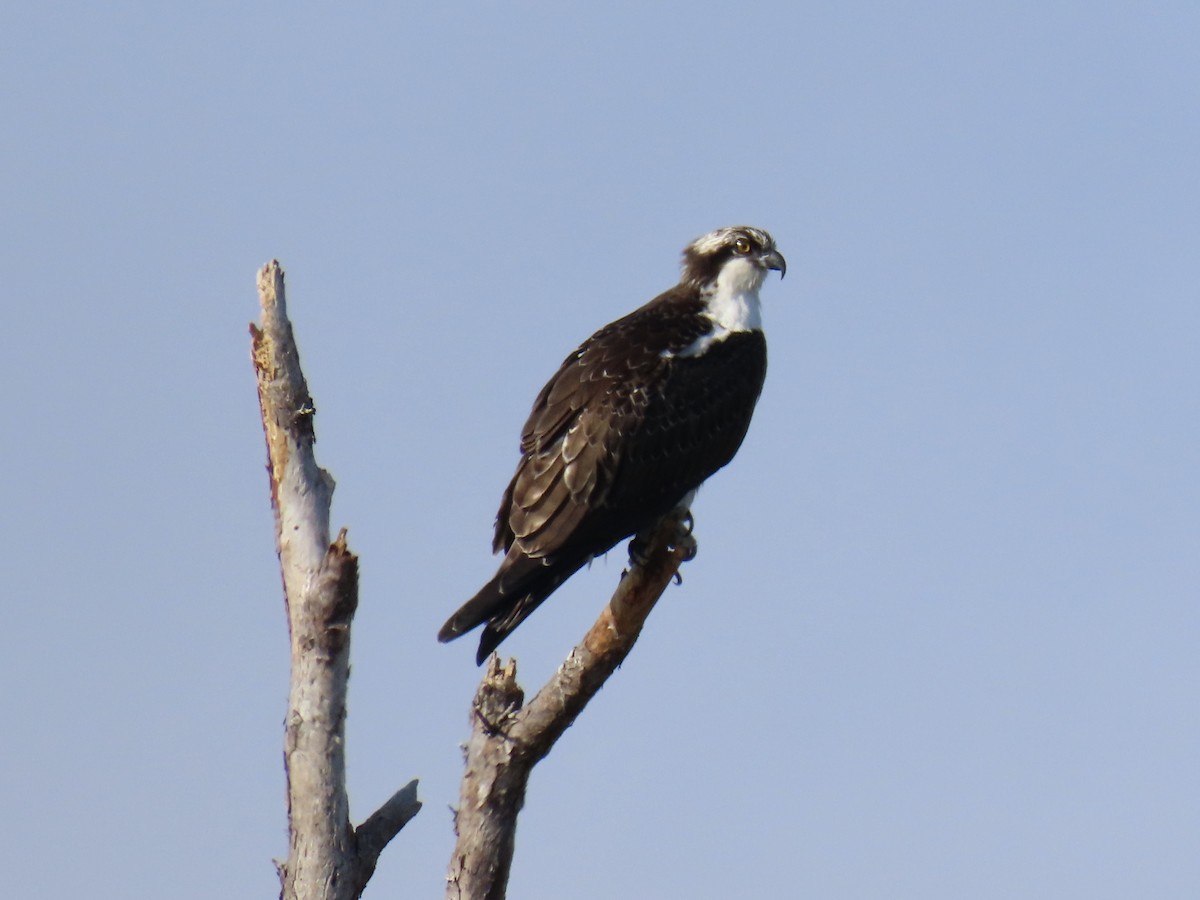 Osprey - ML645629268