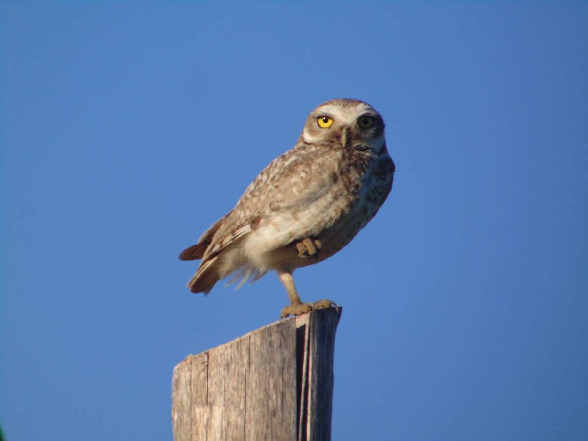 Burrowing Owl - ML645629269