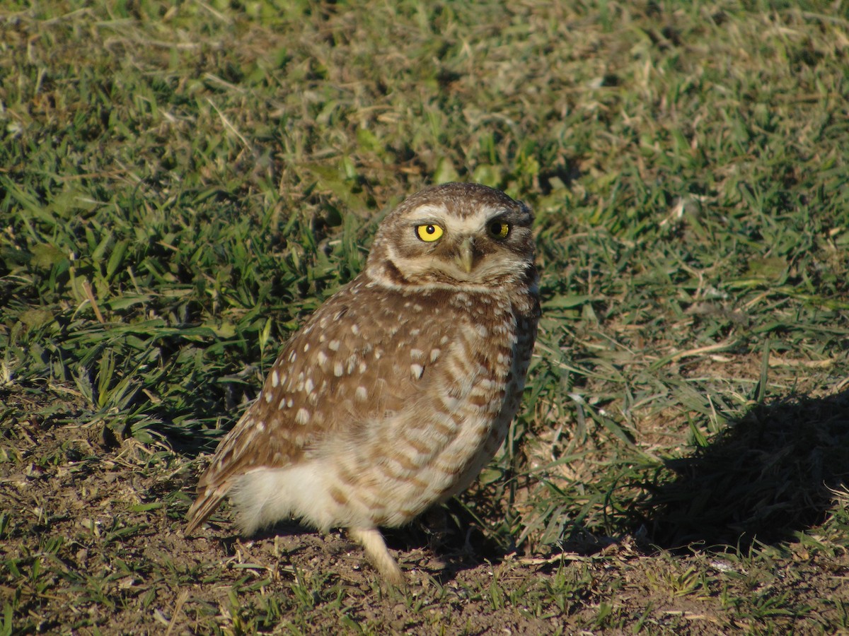 Burrowing Owl - ML645629270