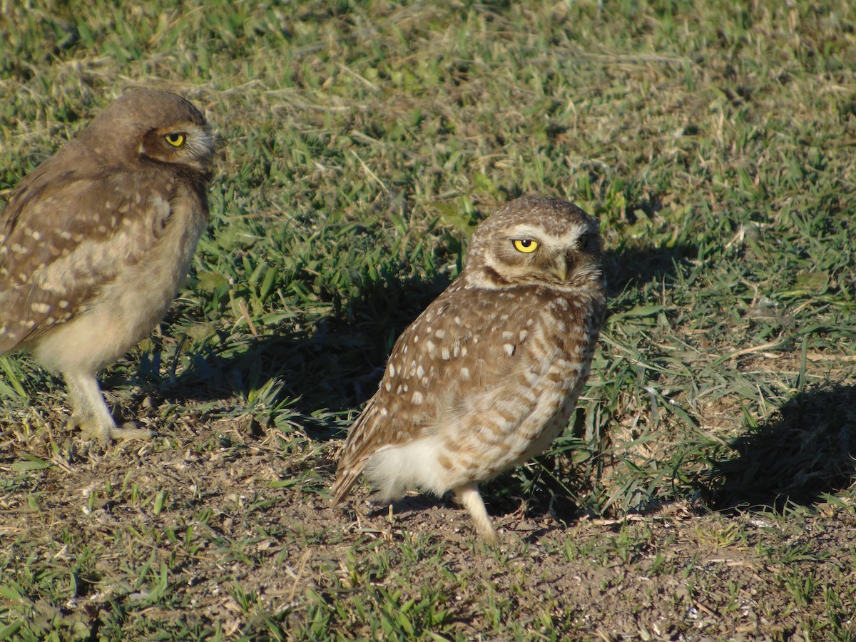 Burrowing Owl - ML645629271