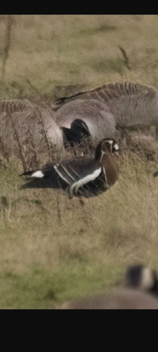 Red-breasted Goose - ML645629272