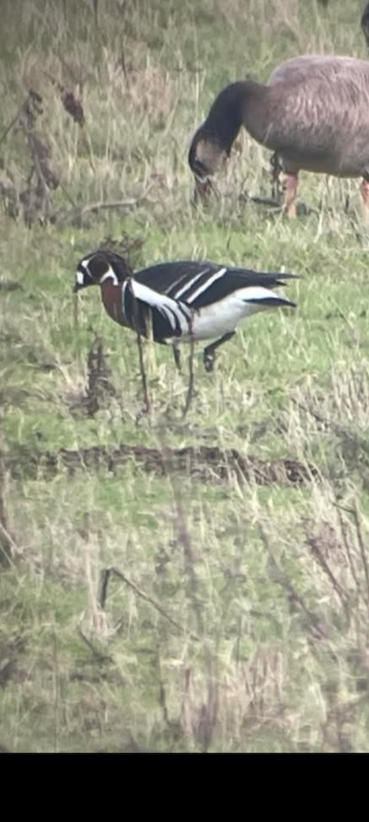 Red-breasted Goose - ML645629273