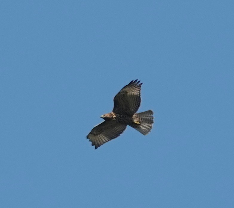 Red-tailed Hawk - ML645629274
