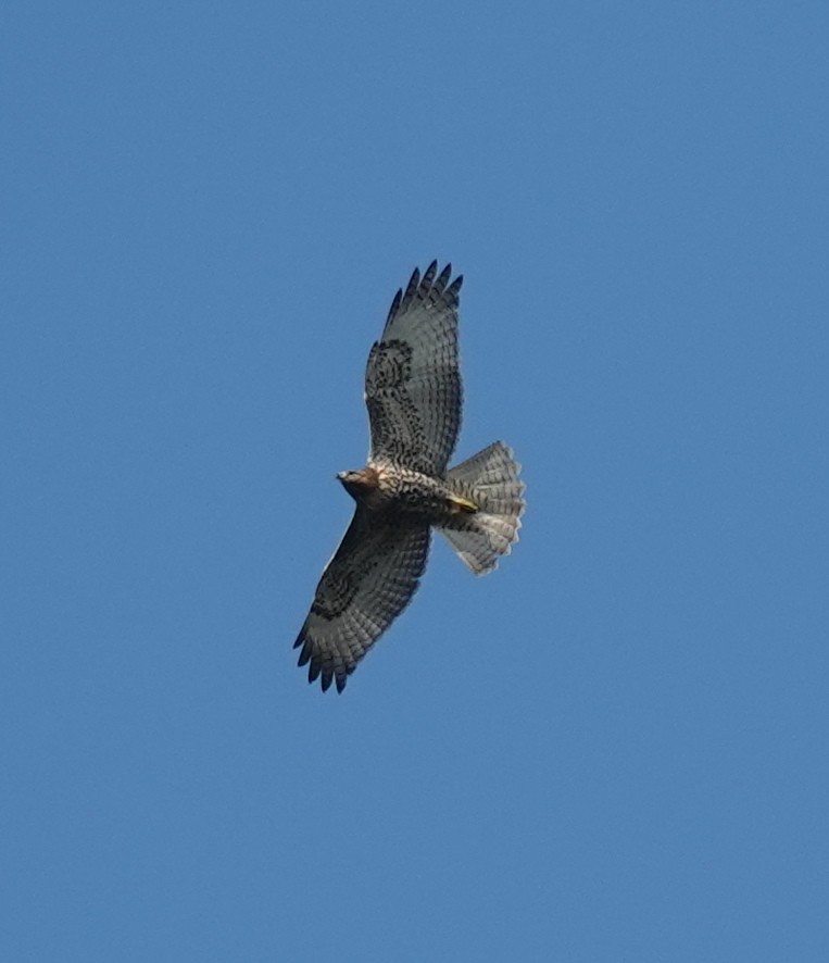Red-tailed Hawk - ML645629275