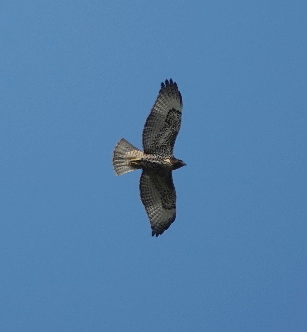 Red-tailed Hawk - ML645629276