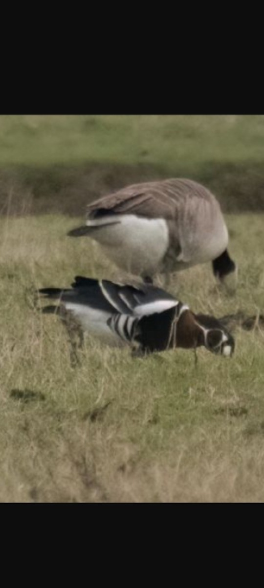 Red-breasted Goose - ML645629277