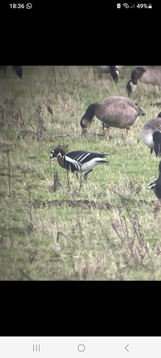 Red-breasted Goose - ML645629278