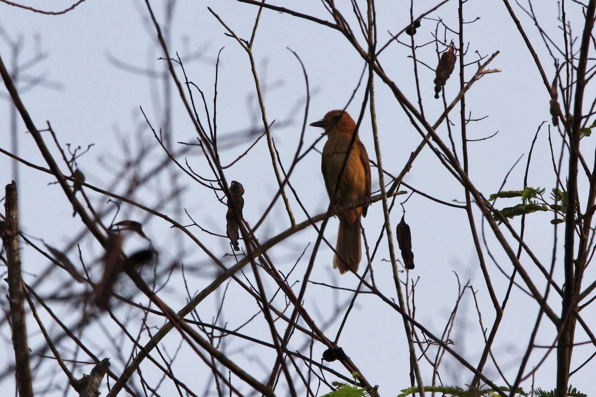 Cinnamon Attila - ML645629279