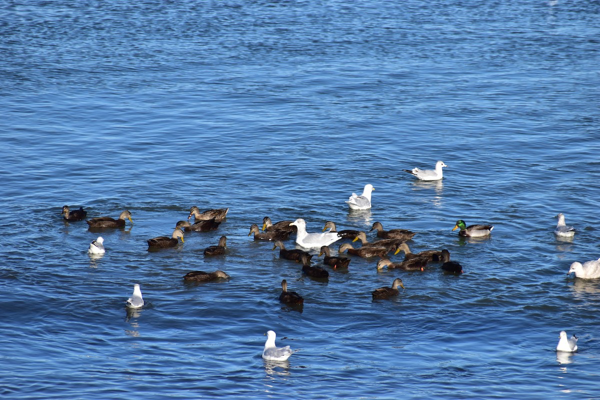 Mallard - ML645629280