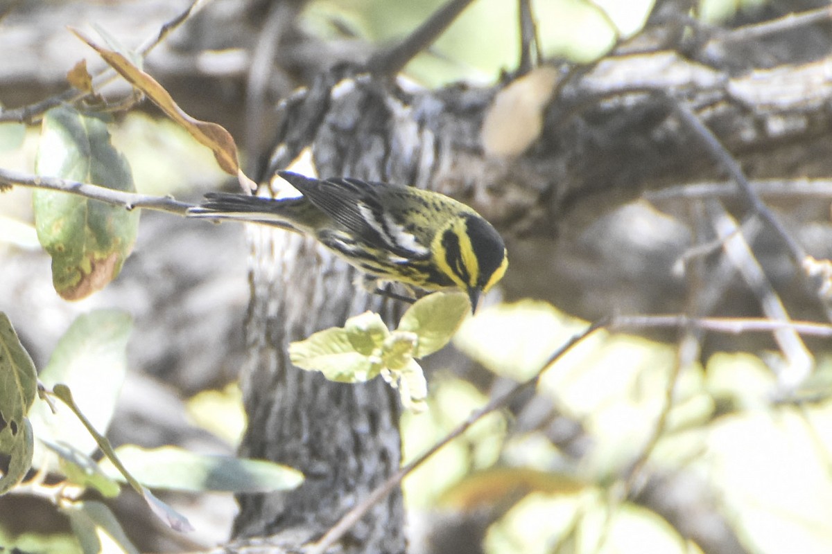 Townsend's Warbler - ML645629281