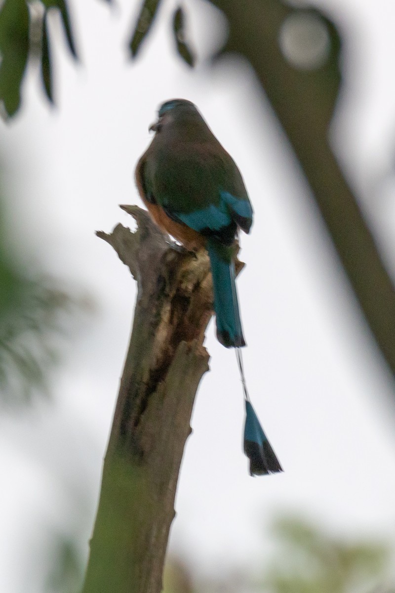 Turquoise-browed Motmot - ML645629282